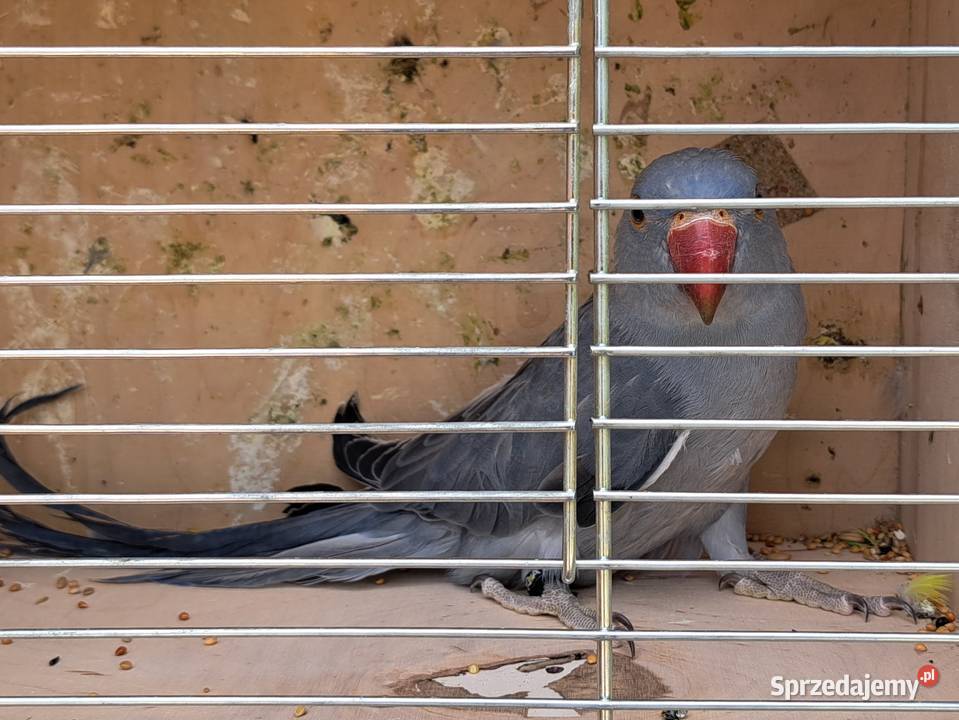 Papugi papużki faliste TCB