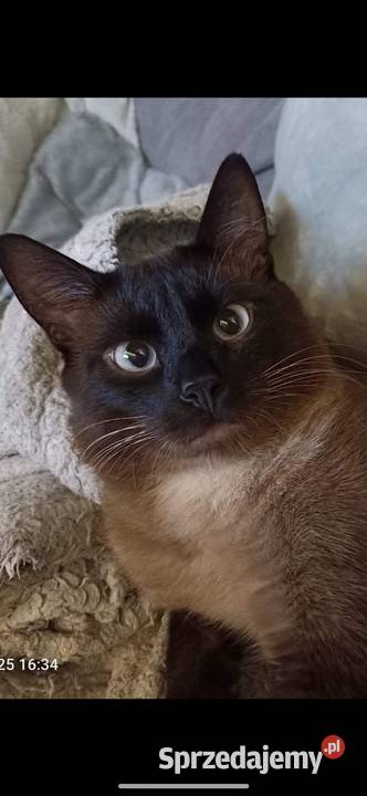 Reproduktor Syjamski Starego Gorzów Wielkopolski