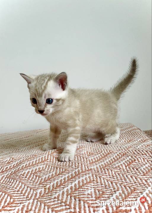 Vanillia snow marble mink bengal girl Lubliniec