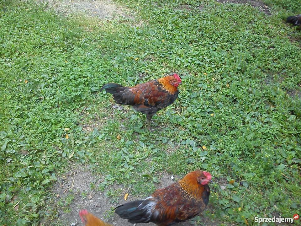 Koguty zielononóżki Zgłobień