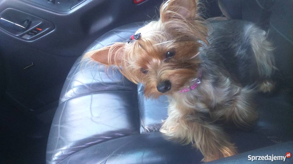 Dwie piękne suczki Kutno