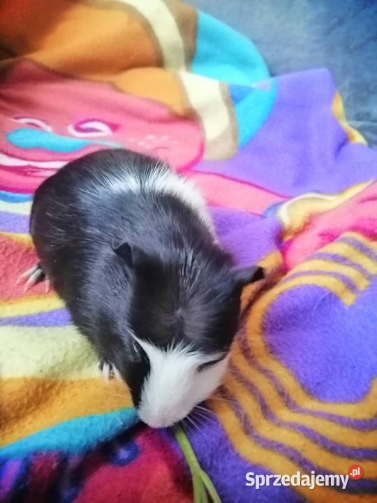 Sprzedam świnkę morska samca