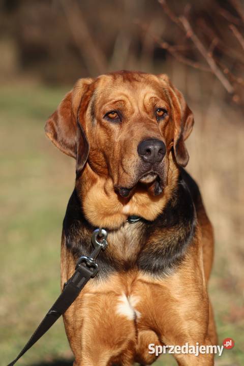 Szczeniak Ogar Polski lubelskie Biłgoraj