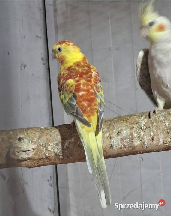 Sprzedam papugi Miejska Górka