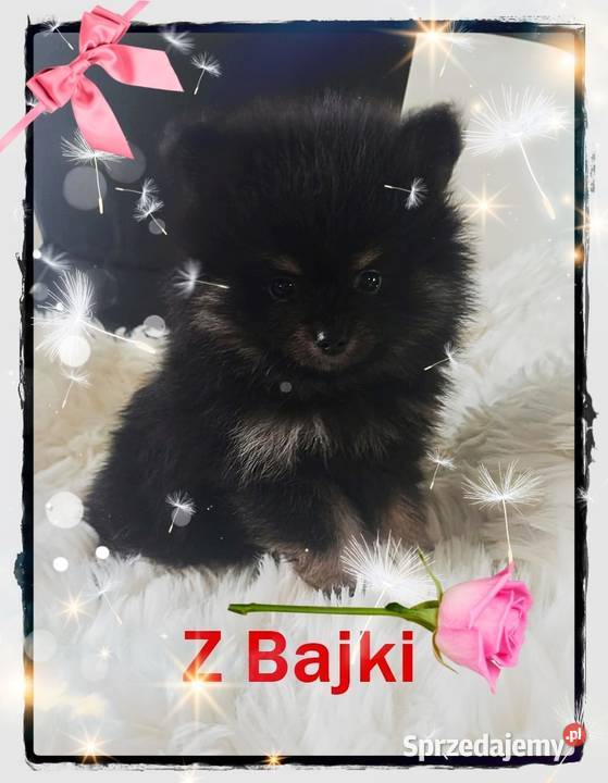 Szpic Miniaturowy Idealne Perełki Różne Kolory opolskie Nysa