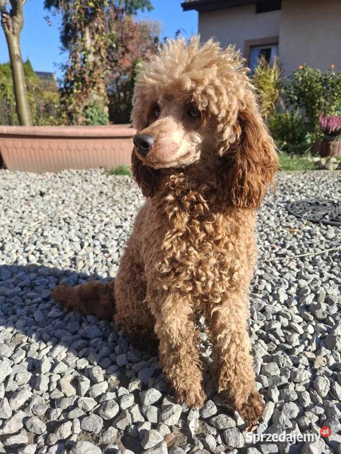 Reproduktor pudel miniaturowy red podkarpackie