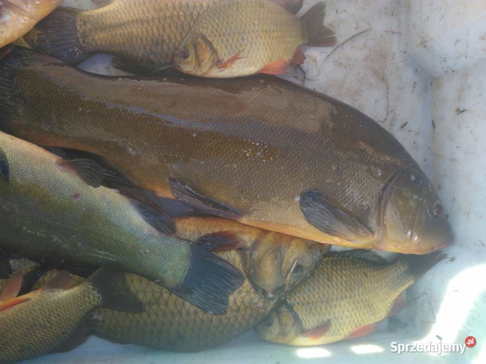 Sprzedam Amur Karaś Złoty Lin Babie Ławy sprzedam