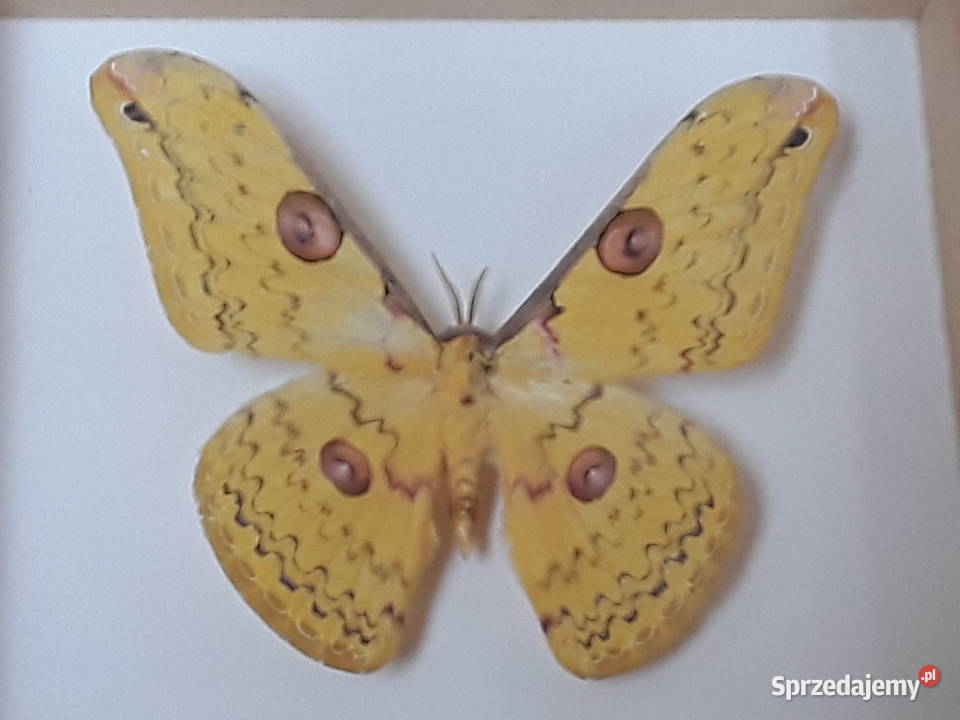Motyl w ramce 14x12 Loepa megacore 90 mm Pozostałe Szczecin