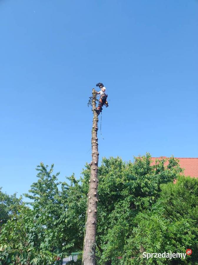 Wycinka drzew Wrocław Kosz Alpinista