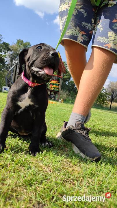 Piękne Szczeniaki Cane Corso Italiano