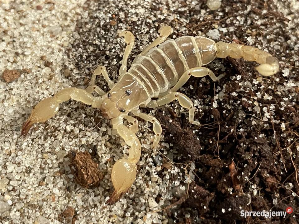 Scorpio maurus palmatus Gliwice