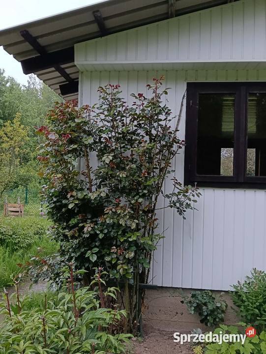 Działka ROD Kraków Bielany małopolskie sprzedam