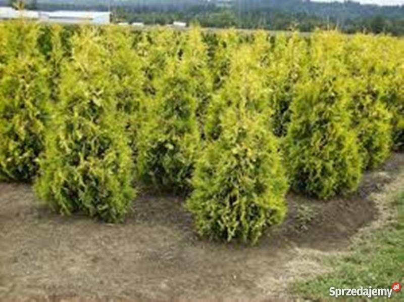 Thuja Yellow Ribbon 140 160 PRODUCENT Dom i Ogród