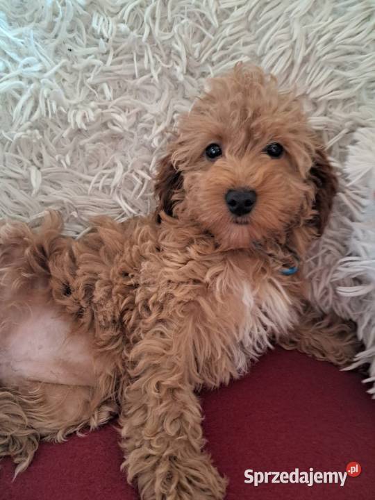 Suczka cockapoo mama cocker spaniel tata pudel