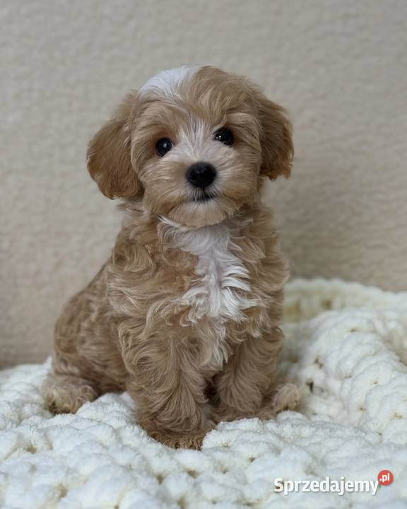 Maltipoo mini Kraków sprzedam