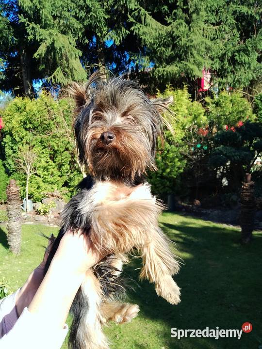 Sprzedam Yorkshire terrier zachodniopomorskie Tanowo
