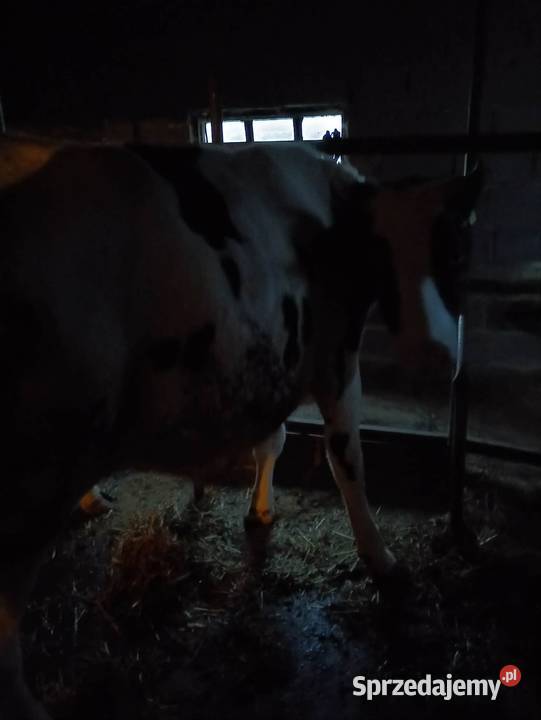 Jałówka na wycieleniu Bydło łódzkie sprzedam
