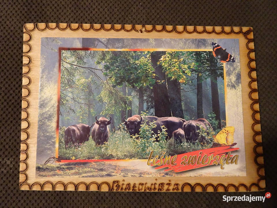 obrazek pamiątka z Białowieży