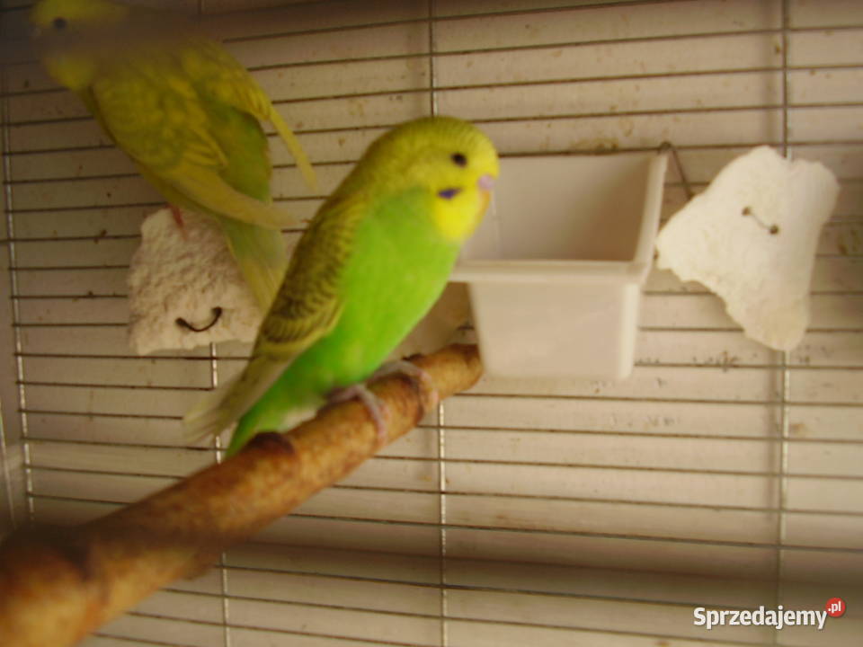 Papużki faliste dwumiesięczne i starsze sprzedam małopolskie