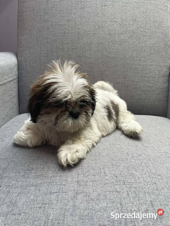 Shih tzu Shih Tzu małopolskie