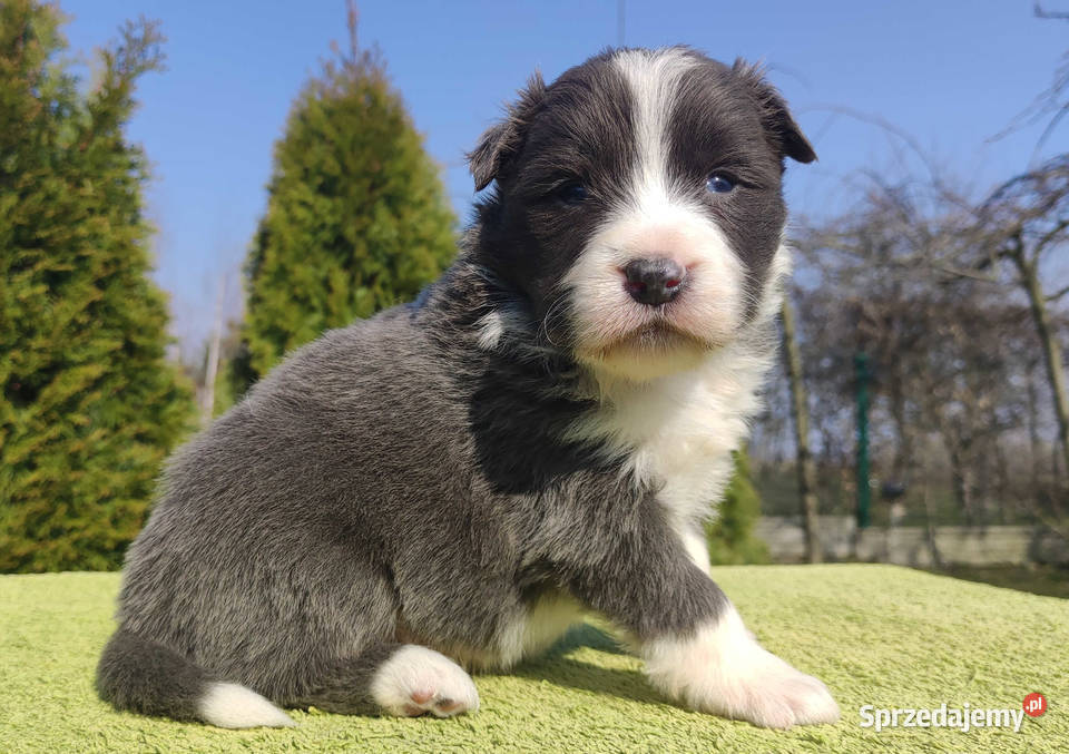 Rasowy Pies Border Collie maści BLUE Szczeniak podkarpackie Iwonicz