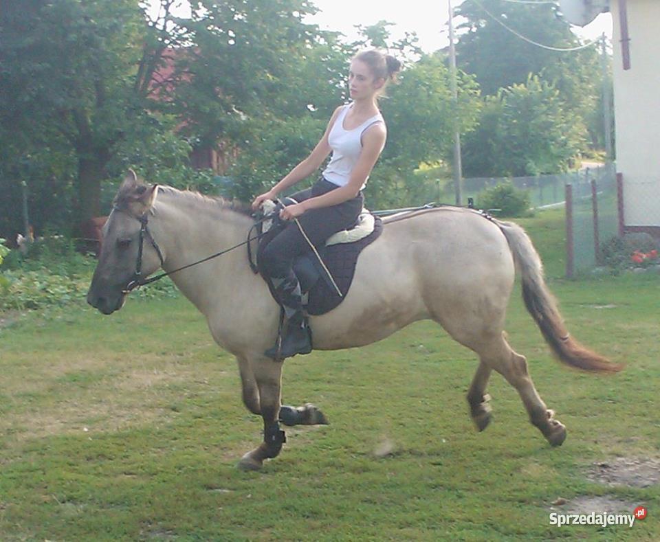 konika polskiego klacz Zambrów