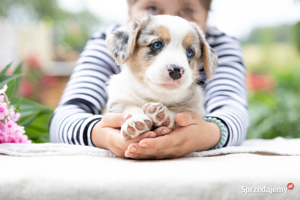 Szczeniaki Welsh Corgi Cardigan z rodowodem FCI mazowieckie Warszawa sprzedam