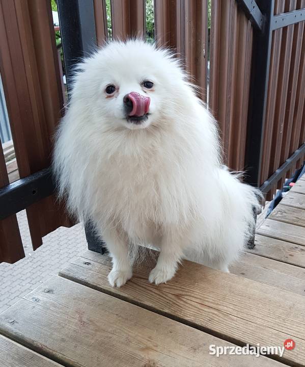 szpic miniaturowy pomeranian Białystok