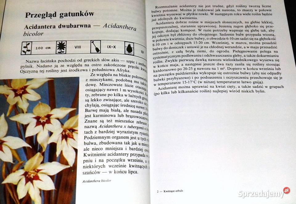 Kwitnące cebule Ozdobne rośliny cebulowe i Chełm