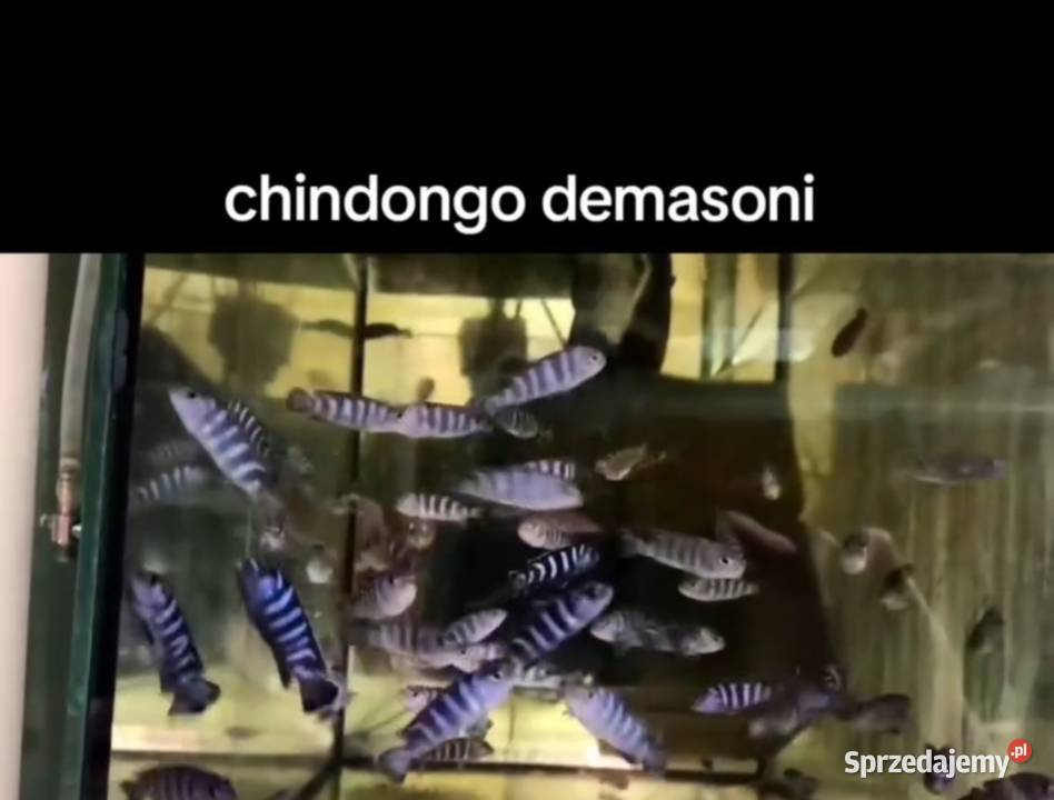 Aulonacararyby rośliny akwariowe wielkopolskie Poznań