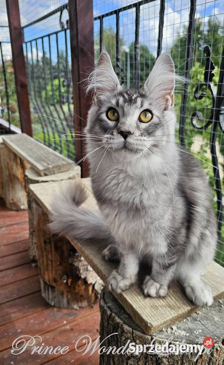 Srebrzysty tikowany Maine Coon Gdańsk