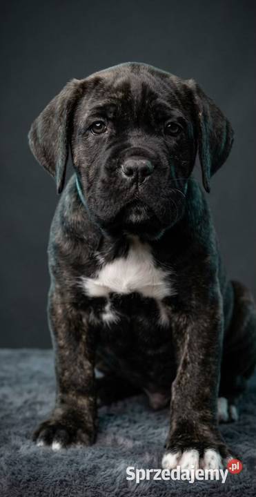 Cane corso szczeniaki ZKwPFCI