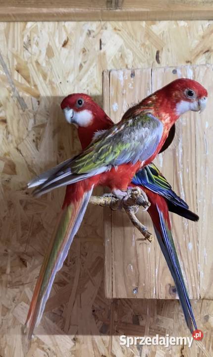 Rozella Białolica para lęgowa Busko-Zdrój