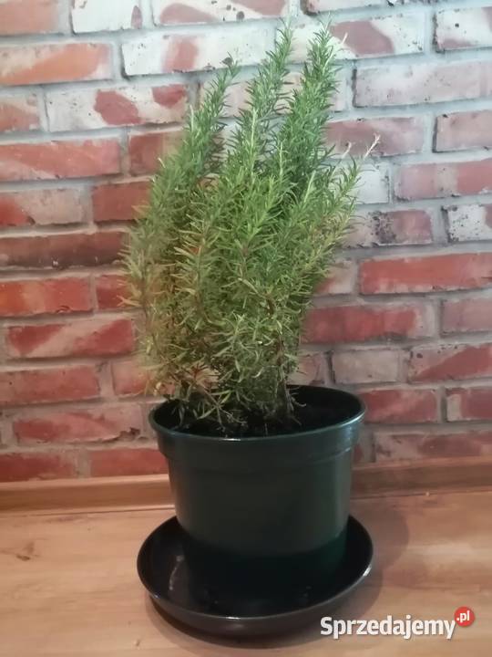 Doniczki produkcyjne 10 L litrów WYSOKIE 29 10L Siewierz sprzedam