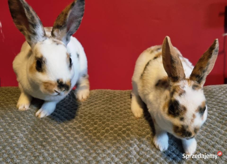 Królik Mini Rex trójbarwny Katowice