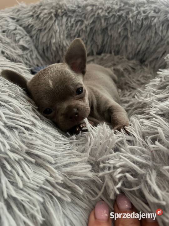 Chihuahua szczeniaki Piasek