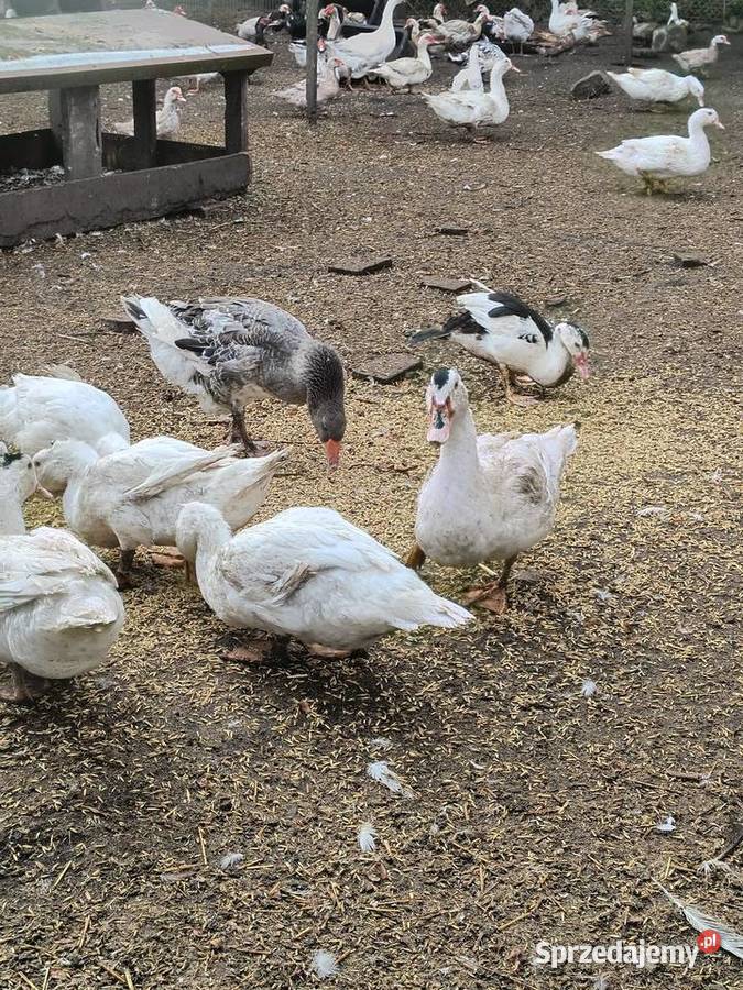 Sprzedam KaczkogesiKaczki Pekin Gęsi Roszkowo sprzedam