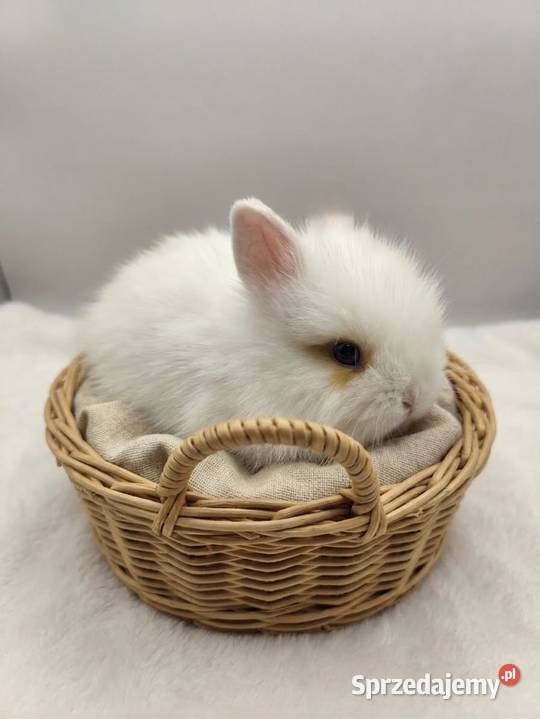 Króliki miniaturowe TEDDY przeurocze oswojone Króliki Starachowice