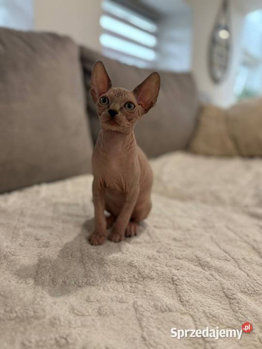 W dniu 8062025 na świat przyszłyr kocięta rasy Katowice