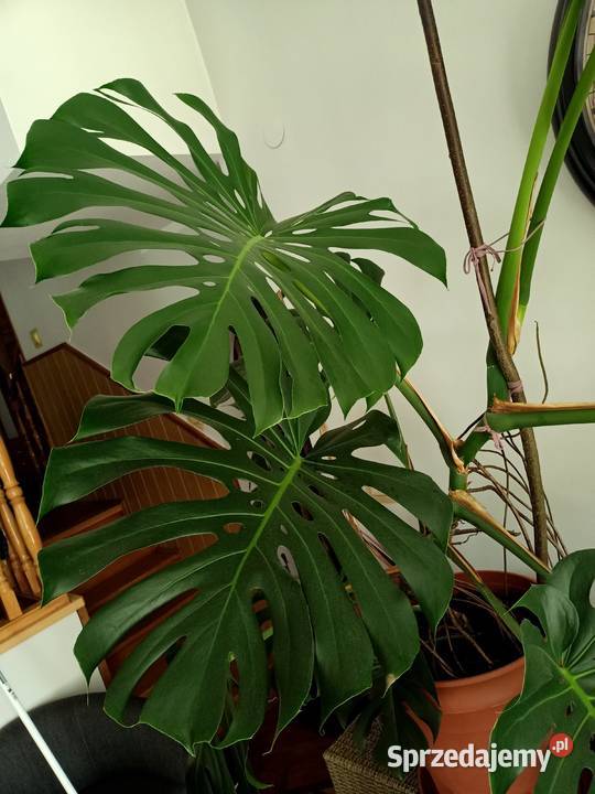 Monstera duża z donicą podkarpackie sprzedam
