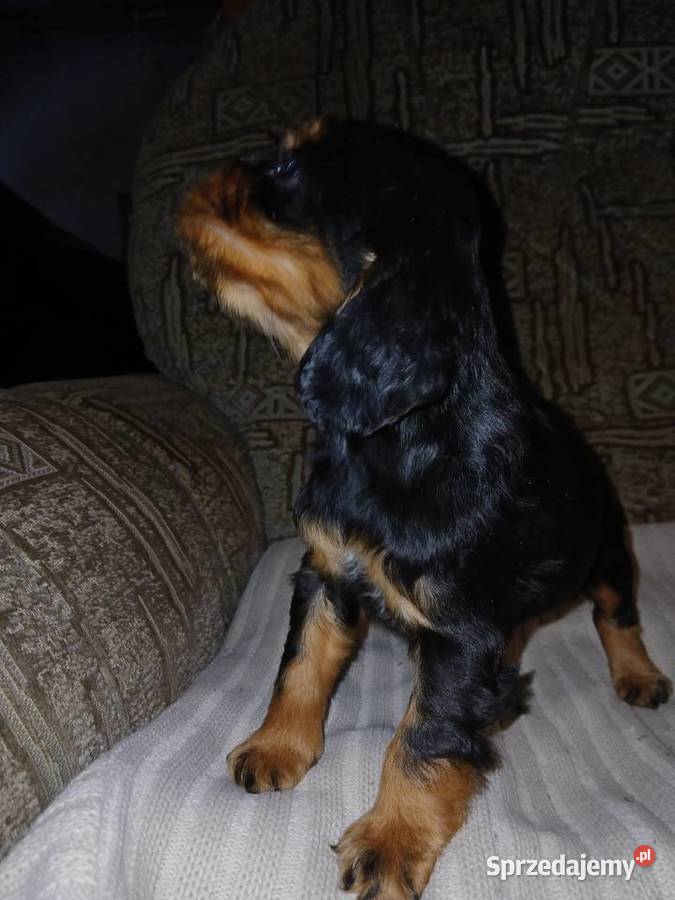 Śliczne Szczenięta Cocker Spaniel Angielski Sieradz