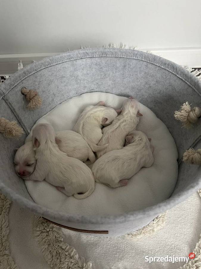 malutkie Maltańczyki rezerwacja Dębica