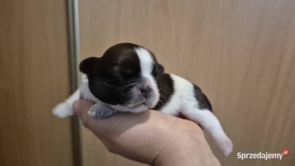 Szczeniak Pies Suczka Shih tzuHappy Dog BoBi