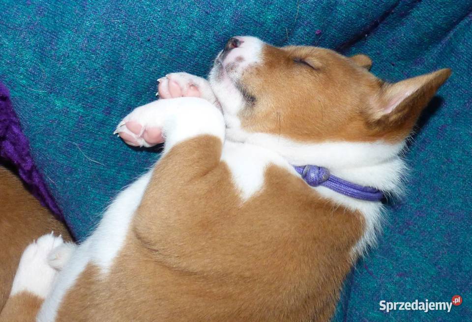 Basenji szczenię KUUME Z GREMLINKOWA Pozostałe Pabianice