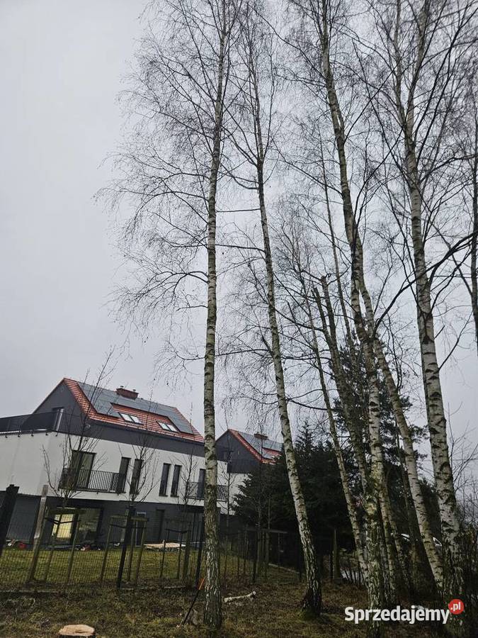 Wycinka drzew Przycinanie Krzewów Pielęgnacja Wieliczka