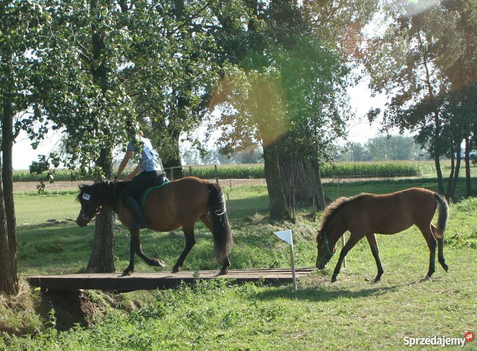 klacz huculska Młodzianów