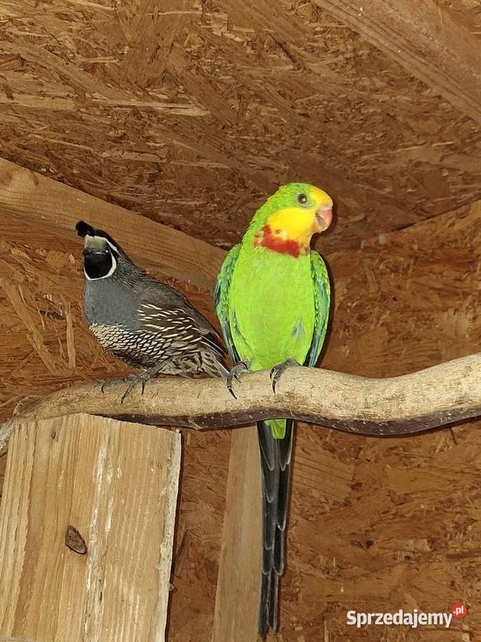 Sprzedam samca barabandy Ptaki