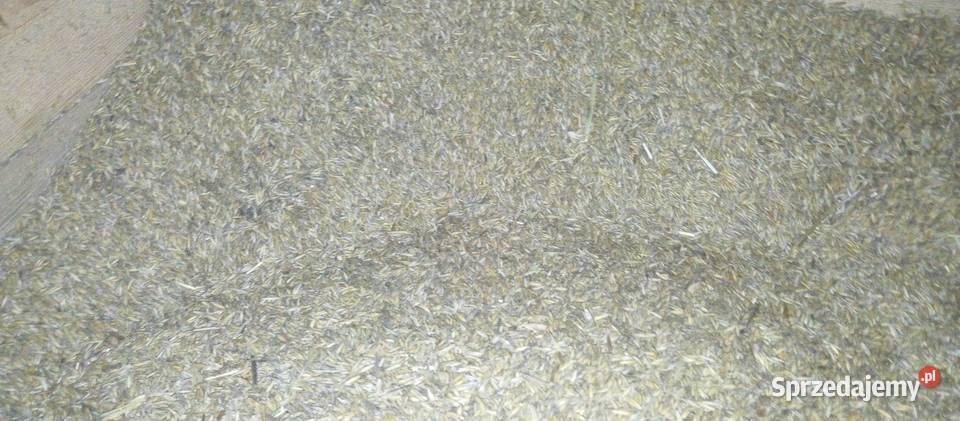Sprzedam owies 70 Ropczyce sprzedam