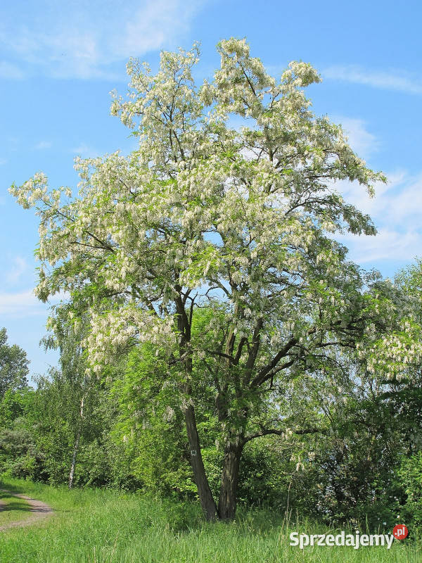 ROBINIA AKACJOWA Robinia pseudoacacia NASIONA Lubanie