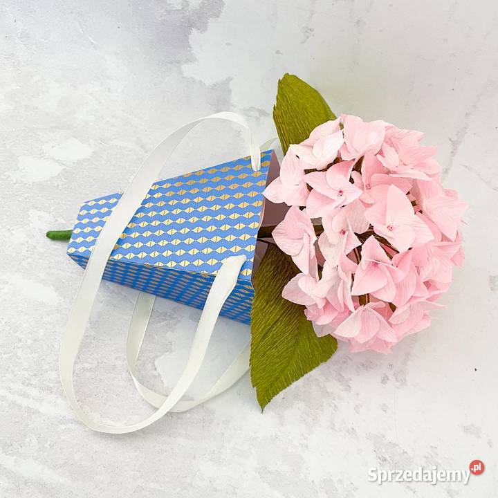 Hortensja z krepiny włoskiej Zielona Góra